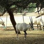 حديقة حيوان ومحمية الدوسري6