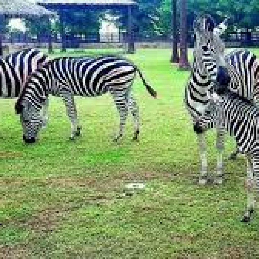 حديقة الخور للحيوانات قطر5