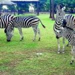 حديقة الخور للحيوانات قطر5