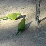 حديقه برلين ٢