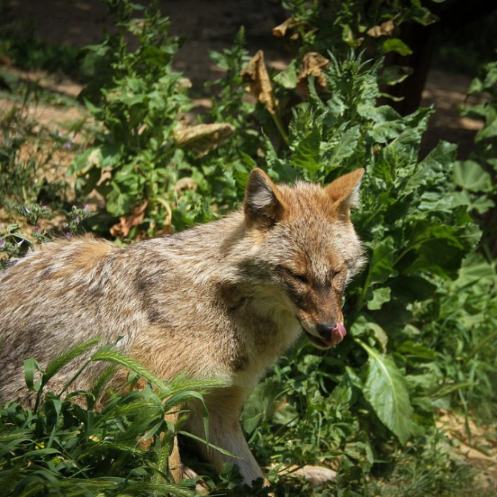 حديقة البوسفور