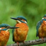 حديقة كاسا دي كامبو ١