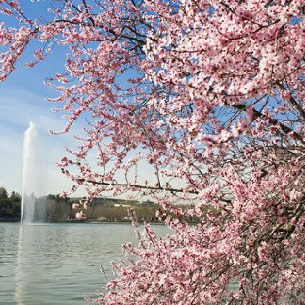 حديقة كاسا دي كامبو ٥