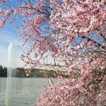 حديقة كاسا دي كامبو ٥