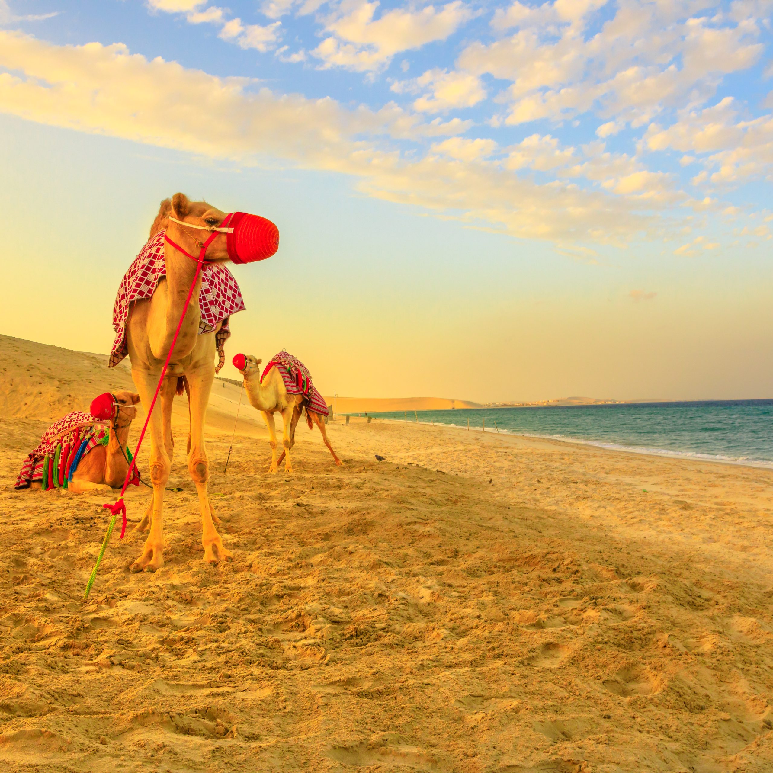أهم الجولات الصحراوية والجولات البحرية في مدينة الدوحة