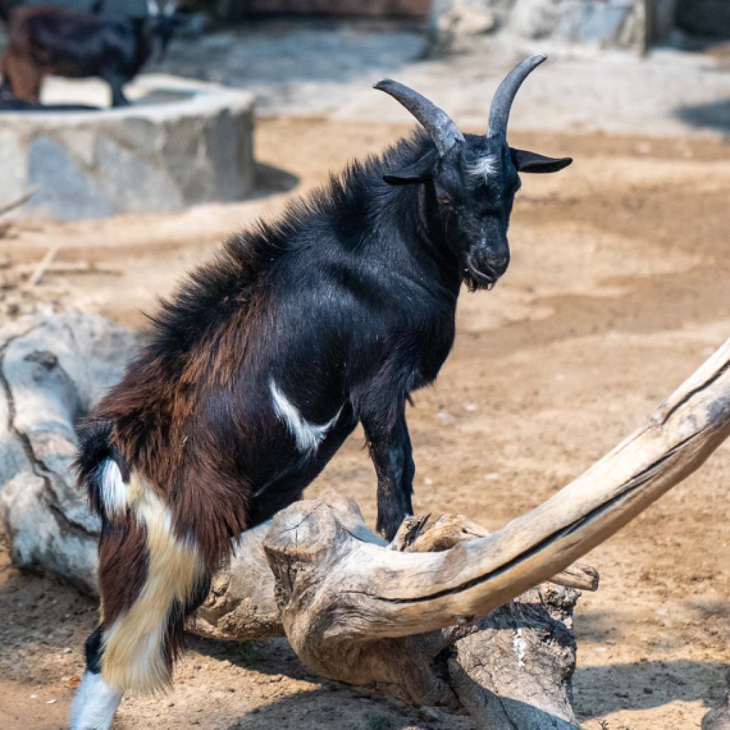 حديقة حيوانات فاروق يالجين والحديقة النباتية 1