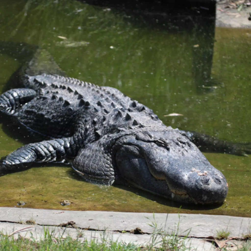 حديقة حيوانات فاروق يالجين والحديقة النباتية 2