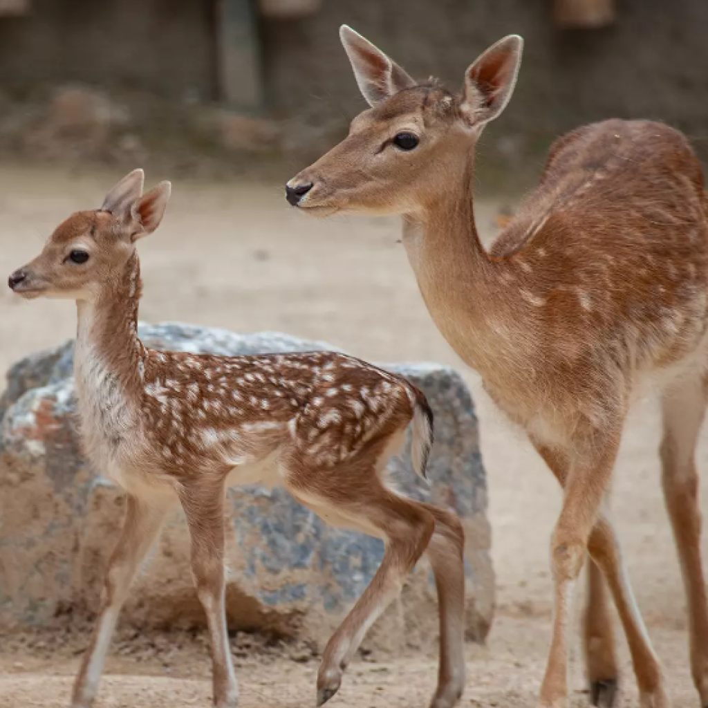 أهم حدائق الحيوان في مدينة إسطنبول