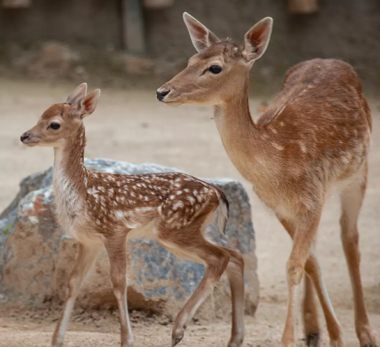 أهم حدائق الحيوان في مدينة إسطنبول