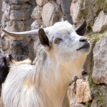 حديقة حيوانات فاروق يالجين والحديقة النباتية 5