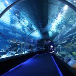 ميناء حمد والاكواريوم1