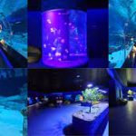 ميناء حمد والاكواريوم3