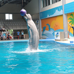 اسطنبول دولفيناريوم