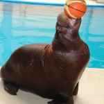 اسطنبول دولفيناريوم ١