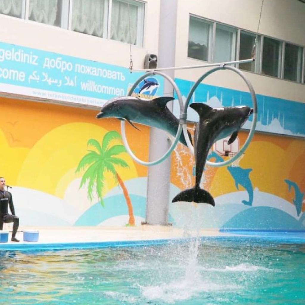اسطنبول دولفيناريوم ٤