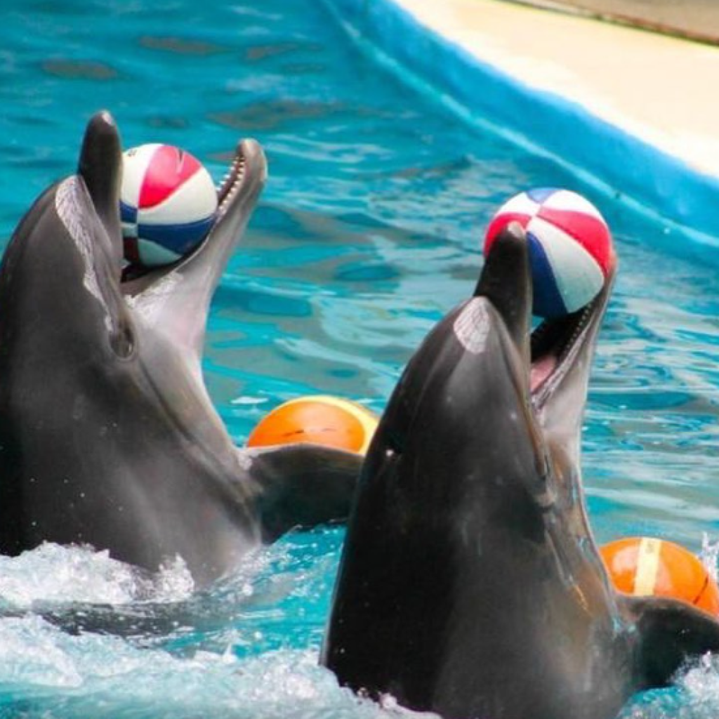 اسطنبول دولفيناريوم