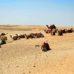 جولة صحراوية في صحراء المنامة