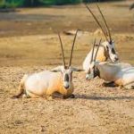 جولة صحراوية في صحراء المنامة