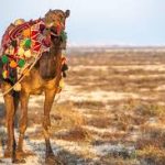 جولة صحراوية في صحراء المنامة