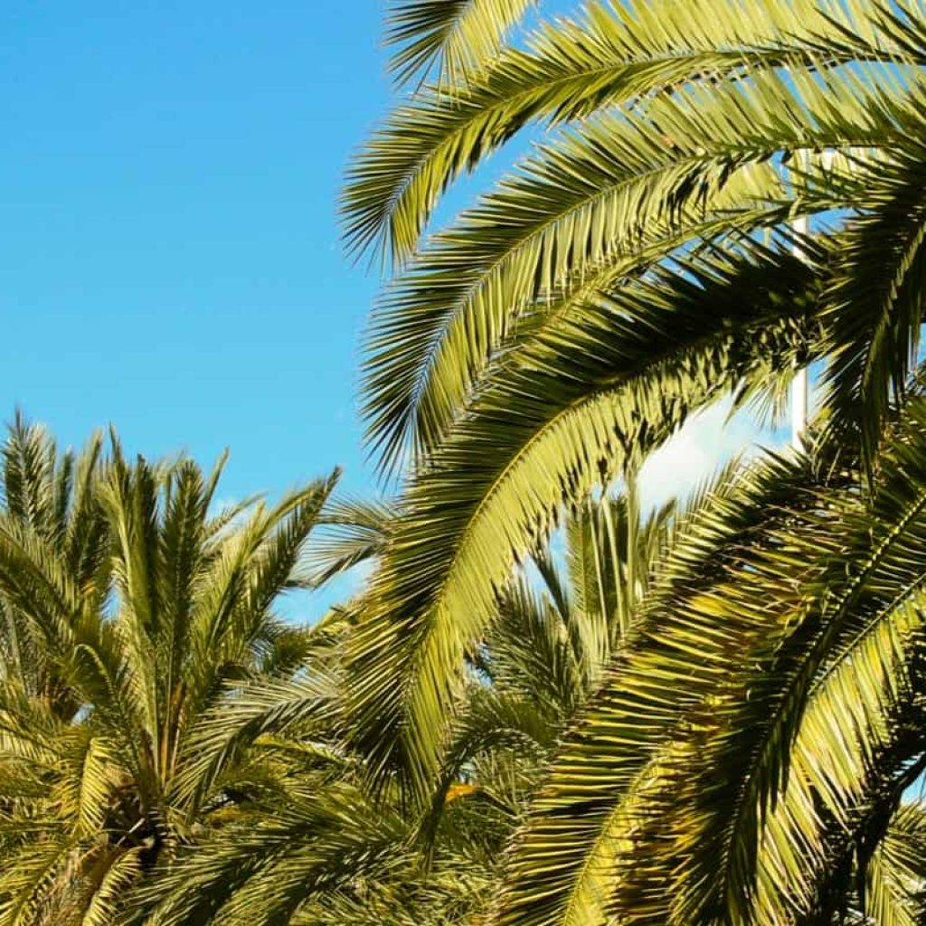 أهم الحدائق في مدينة برشلونة