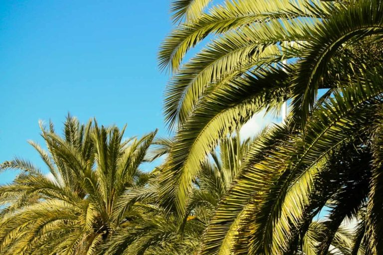 أهم الحدائق في مدينة برشلونة