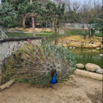 حديقة حيوان بولونيزكوي 1