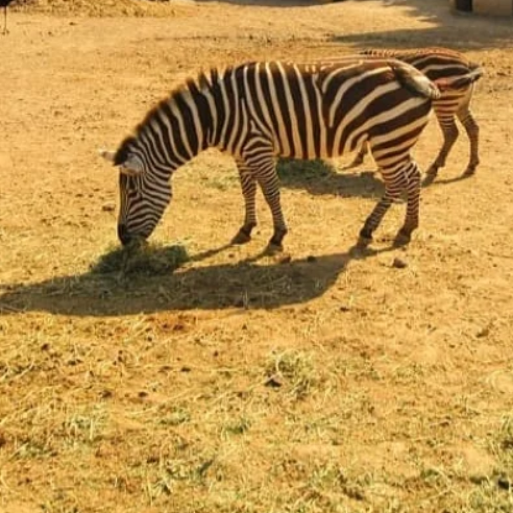 حديقة حيوان بولونيزكوي 2