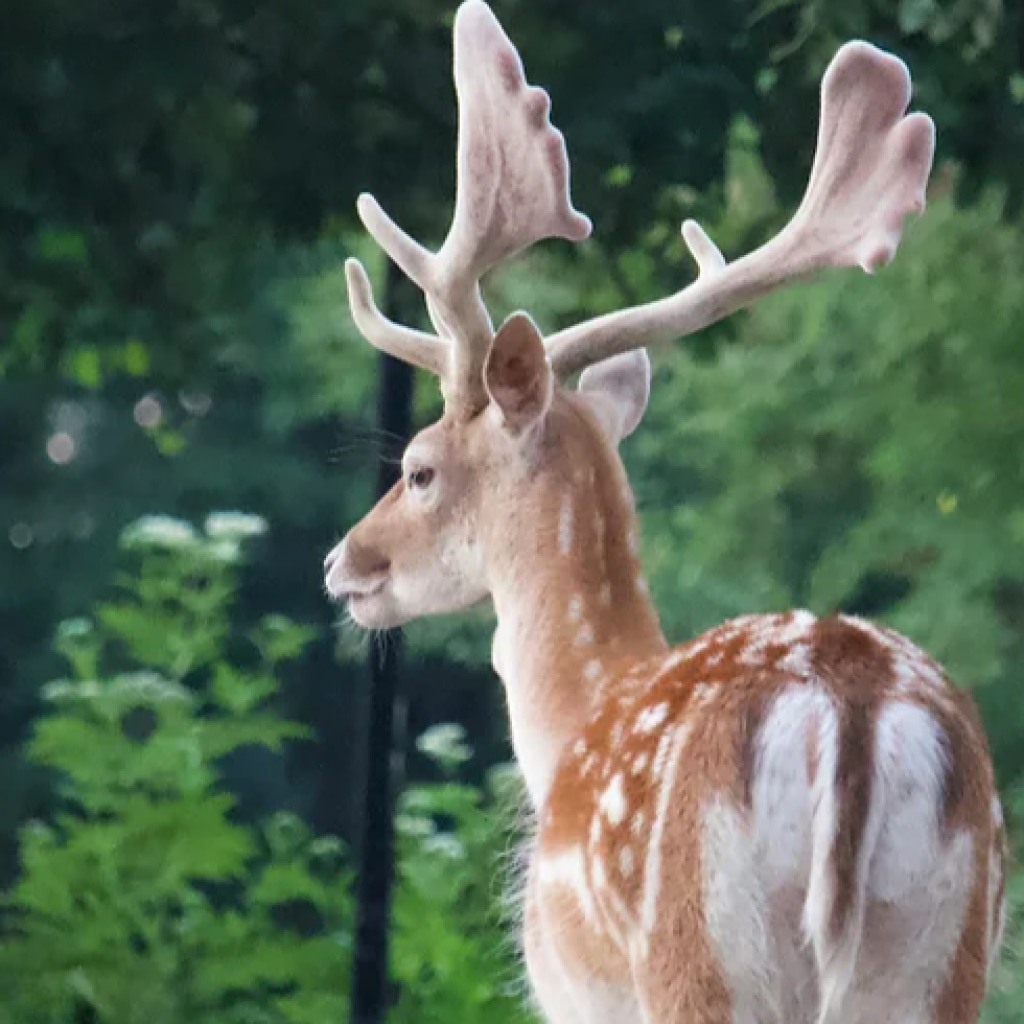 حديقة حيوان بولونيزكوي 3