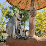 حديقة حيوان بولونيزكوي 4