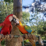 حديقة حيوان بولونيزكوي 5