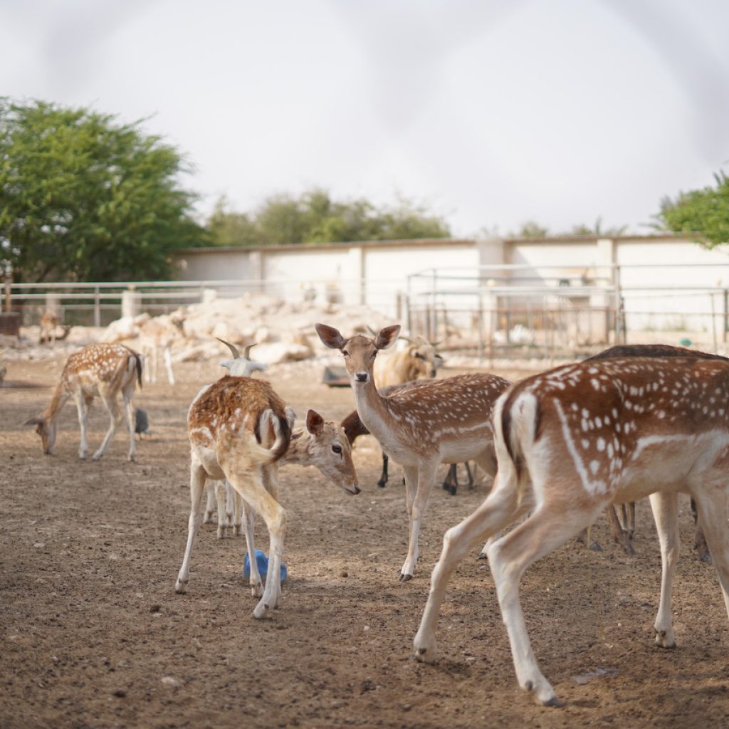 مزرعة سدرة الشمال1