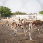 مزرعة سدرة الشمال1