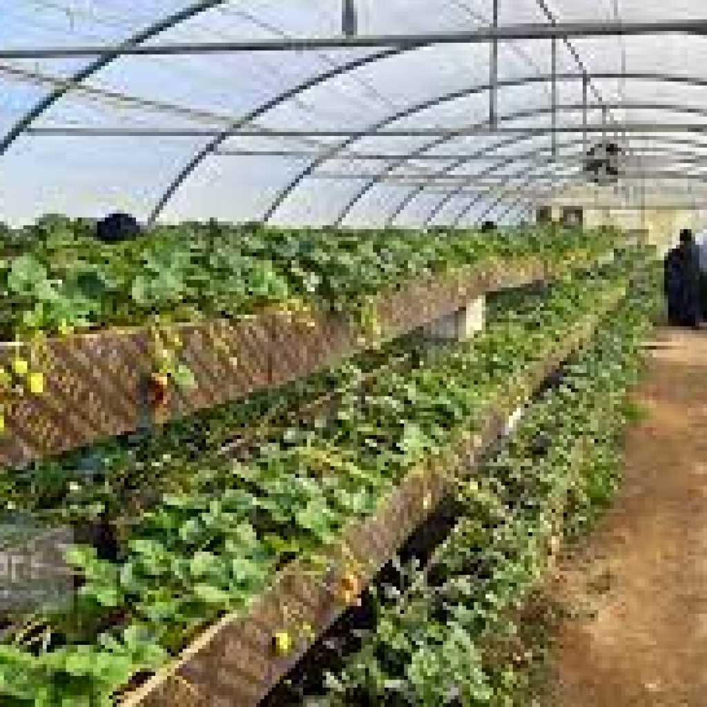 مزرعة سدرة الشمال2