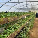 مزرعة سدرة الشمال2