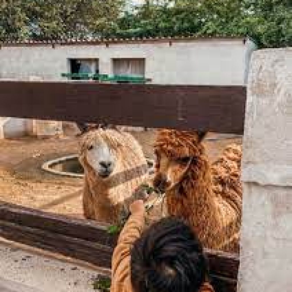 مزرعة سدرة الشمال3