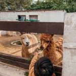 مزرعة سدرة الشمال3