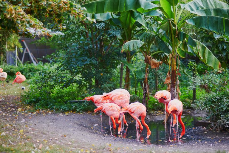 أهم حدائق الحيوان والمتنزهات الترفيهية الأكواريوم في مدينة باريس