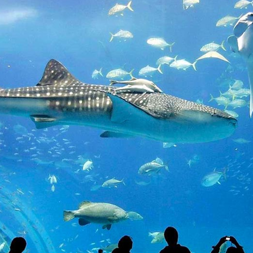 أهم منتزهات الاكواريوم في مدينة إسطنبول