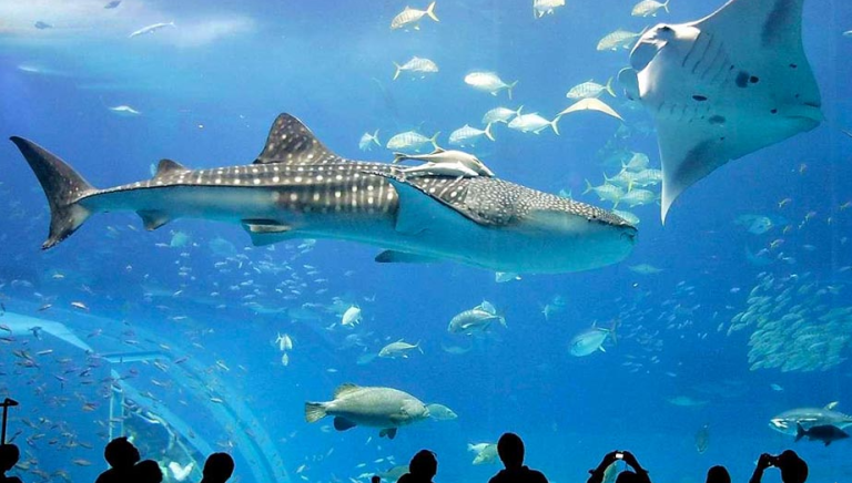 أهم منتزهات الاكواريوم في مدينة إسطنبول