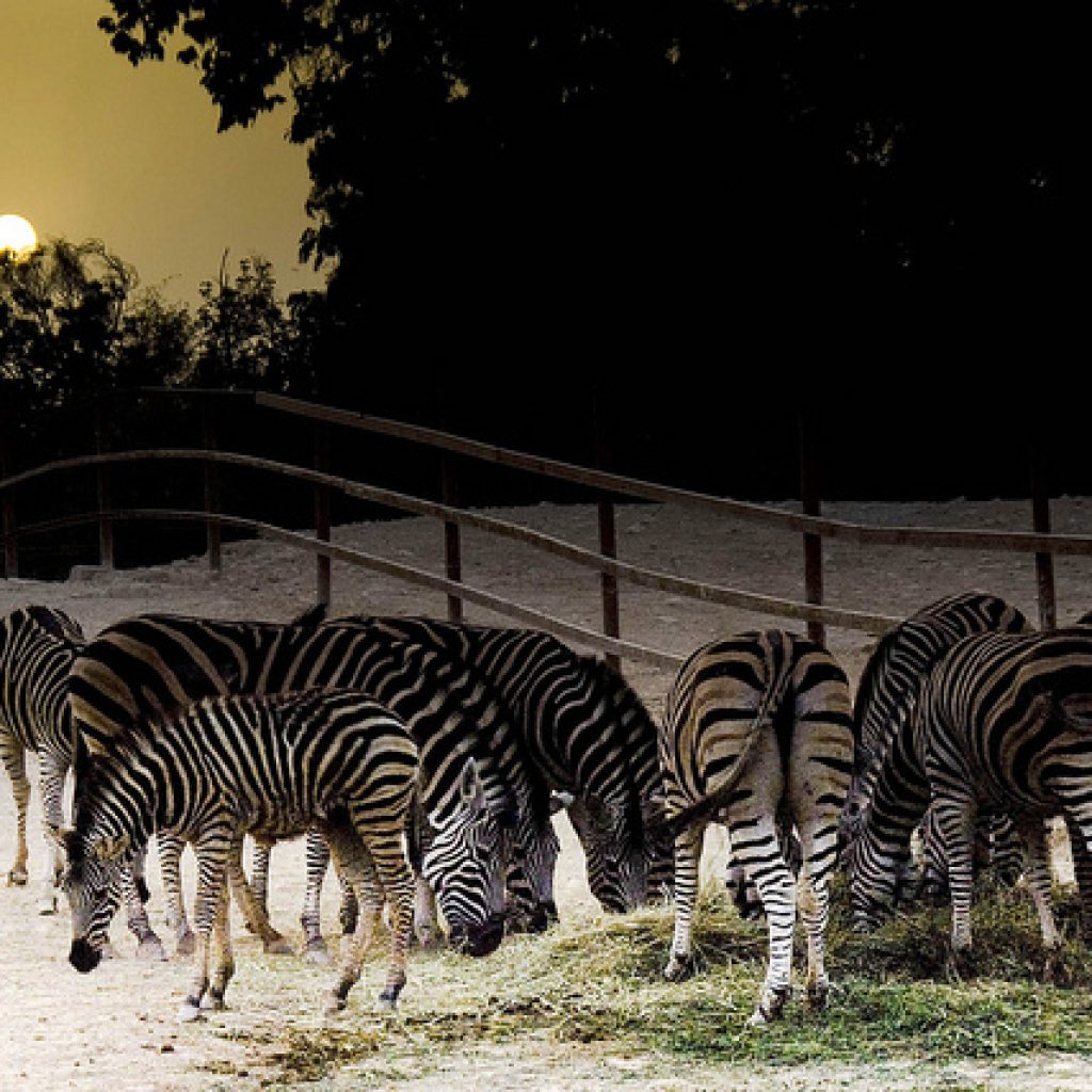 أهم حدائق الحيوان والاكواريوم في مدينة الدوحة