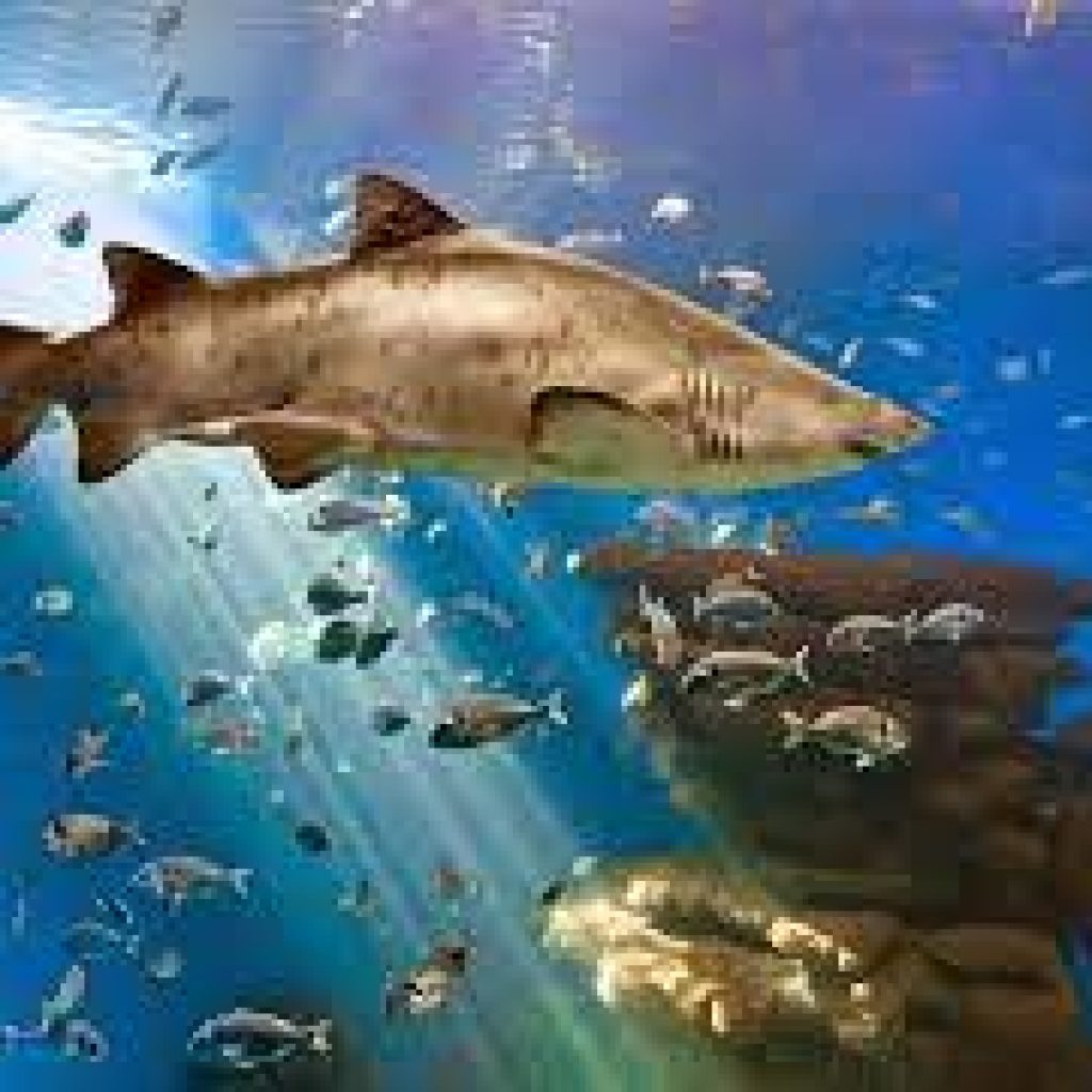 اكواريوم برشلونة