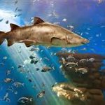 اكواريوم برشلونة