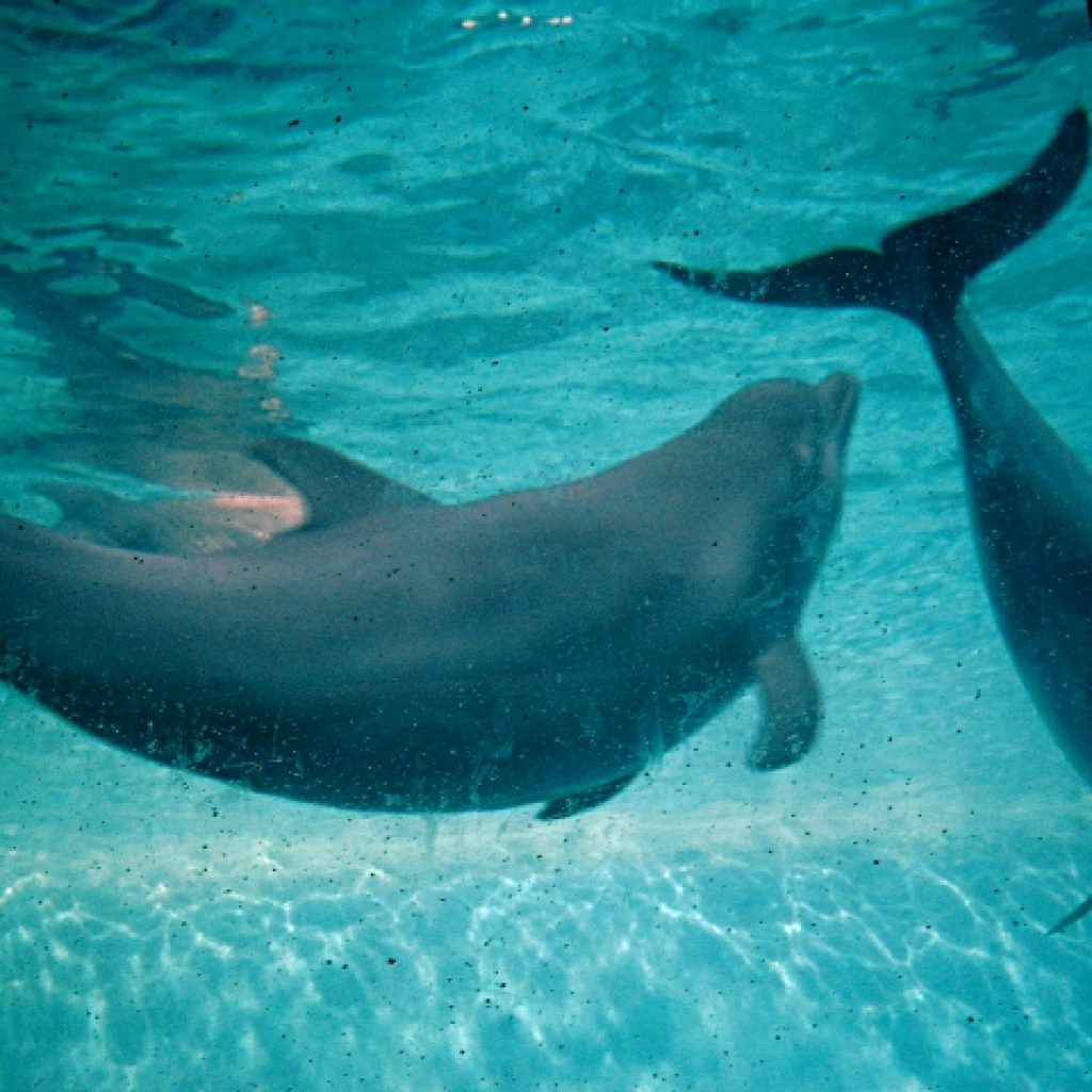 اكواريوم حديقه حيوانات مدريد