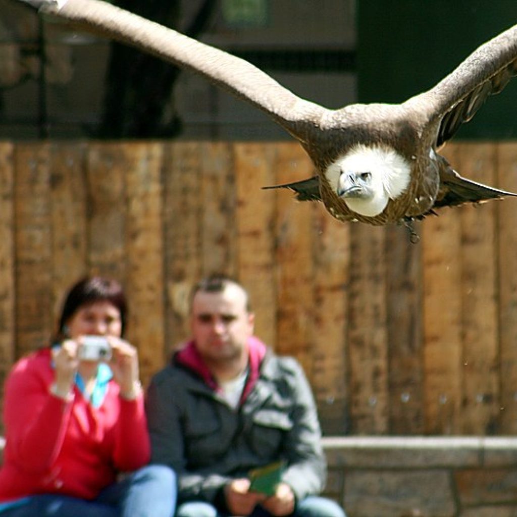 اكواريوم حديقه حيوانات مدريد ٢