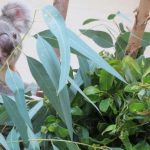 اكواريوم حديقه حيوانات مدريد ٣