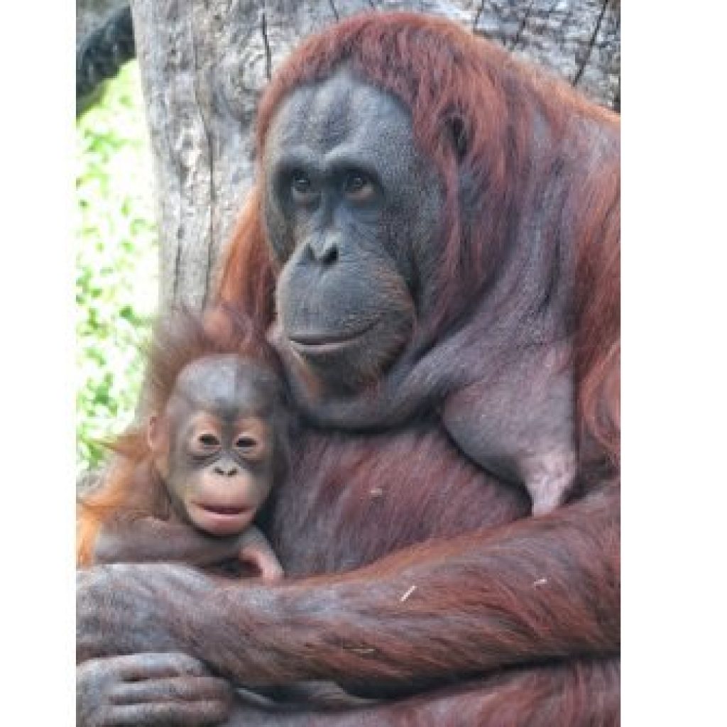 اكواريوم حديقه حيوانات مدريد ٤