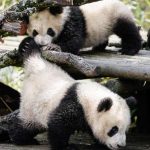 اكواريوم حديقه حيوانات مدريد ٥