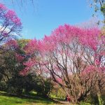 الحديقة النباتية (1)