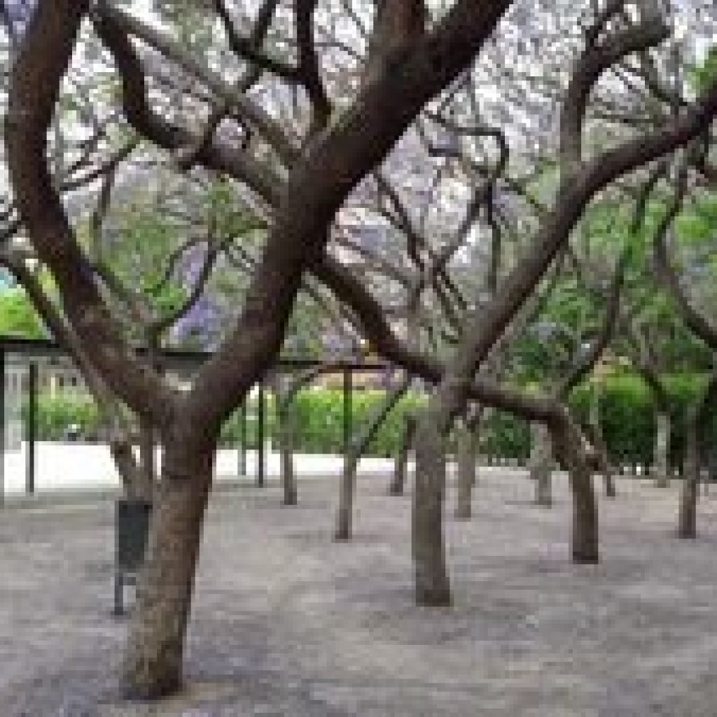 بارك دي لا بيجاسو