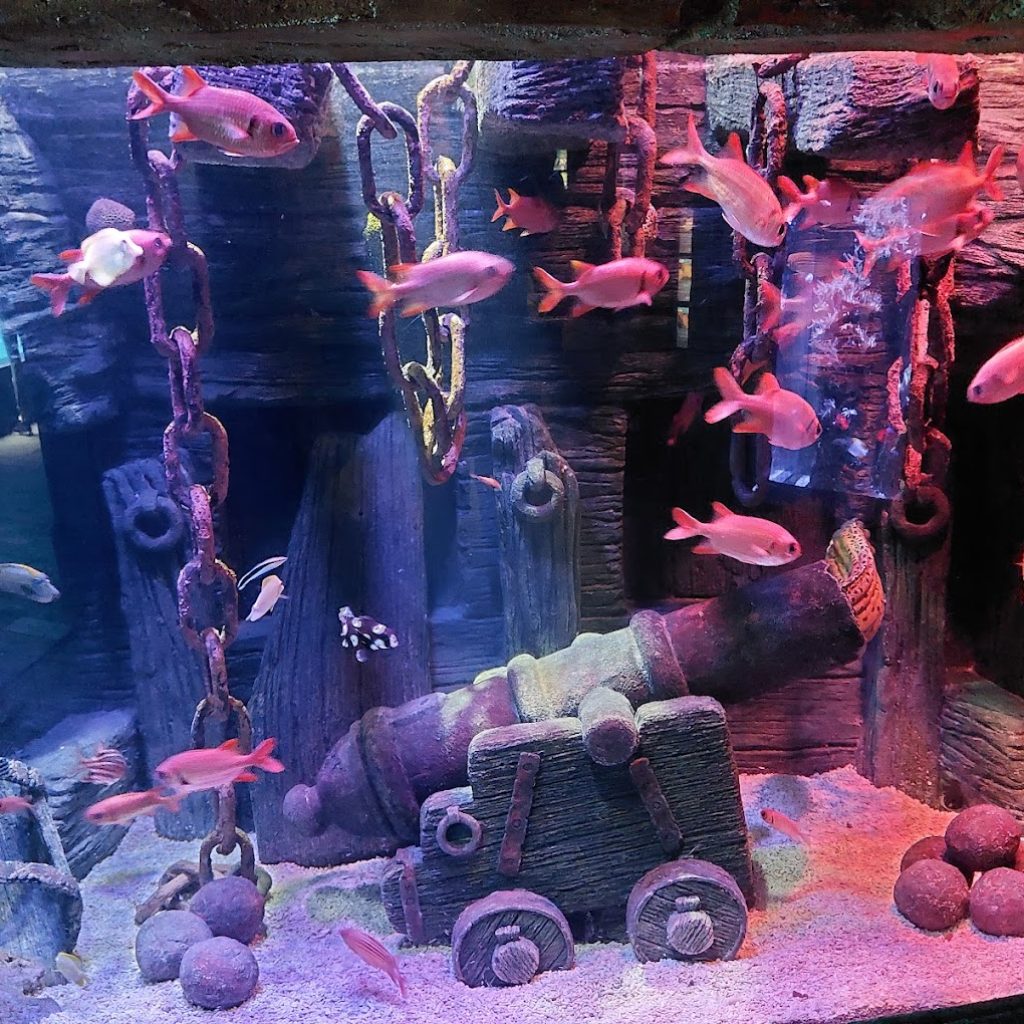 جاردا لاند سي لايف أكواريوم روما (1)